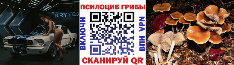 сколько стоит  Дюртюли  Галлюциногенные грибы Psilocybine cubensis 